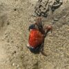 krank crabe estran