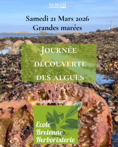 algues plouguerneau norzh ecole bretonne herboristerie grandes marées